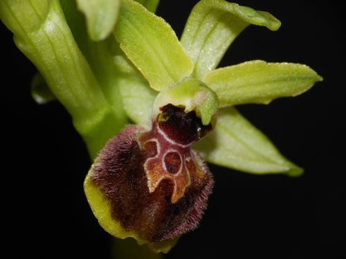 Ophrys-aranifera98.jpg