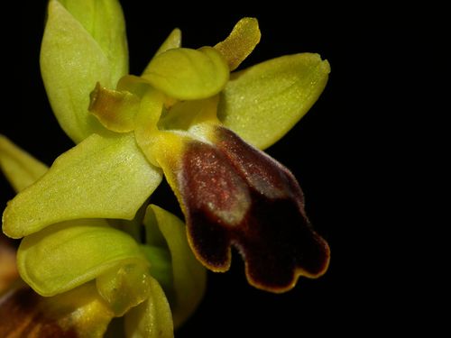 Ophrys-lupercalis65.jpg