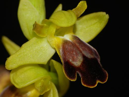 Ophrys-lupercalis66.jpg
