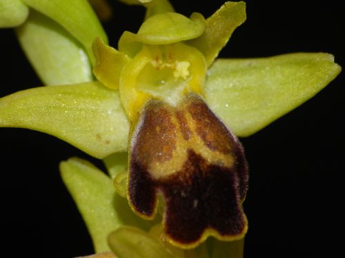 Ophrys-lupercalis70.jpg