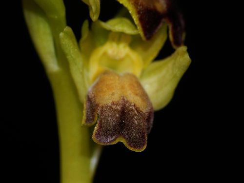 Ophrys-lupercalis72.jpg