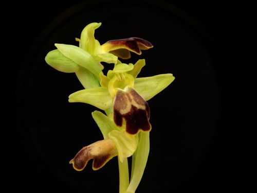 Ophrys-lupercalis73.jpg