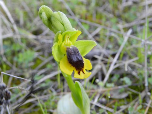 Ophrys-lutea87.jpg