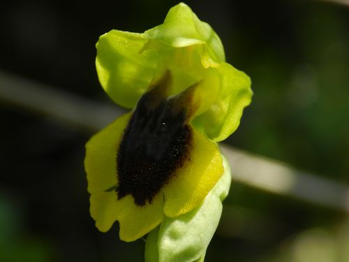 Ophrys-lutea93.jpg