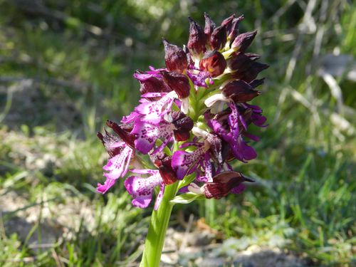 Orchis-purpurea195.jpg