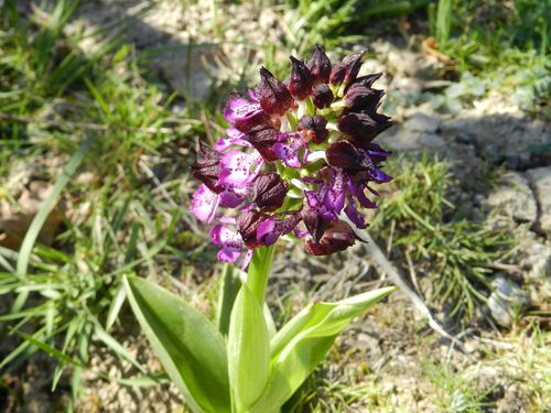 Orchis-purpurea196.jpg