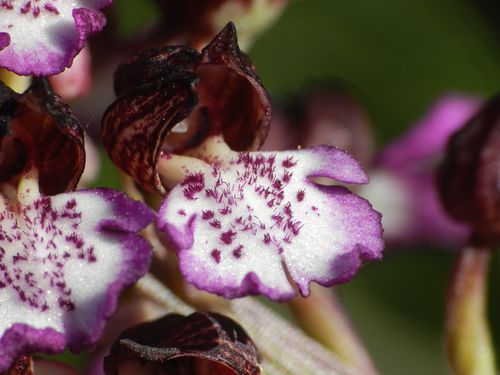 Orchis-purpurea203.jpg
