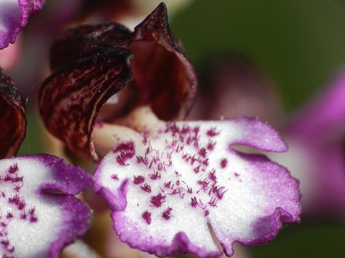 Orchis-purpurea204.jpg