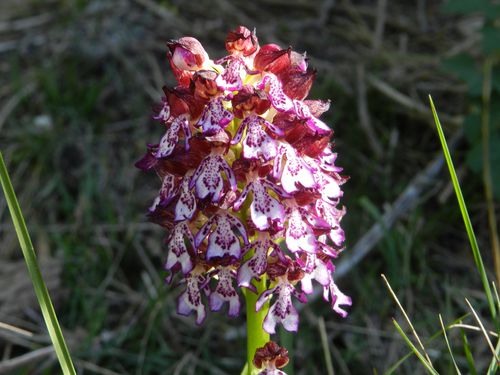 Orchis-purpurea210.jpg