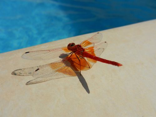 Dragonfly---Retouchee-dans-PS.jpg