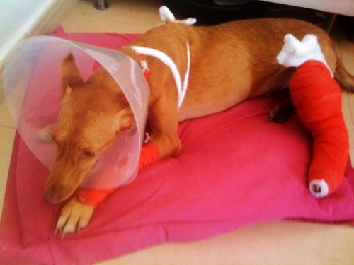 Luanne-recuperacion--1-.JPG