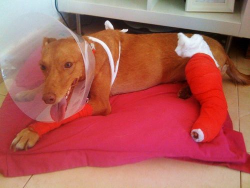 Luanne-recuperacion--3-.JPG