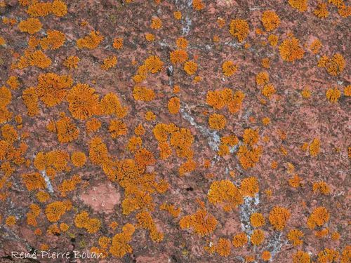 plage lichens 01