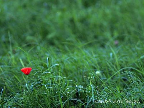 coquelicot esseulé