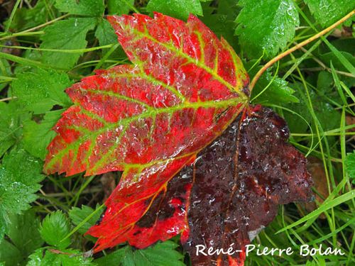 P9230021 prémices d'automne