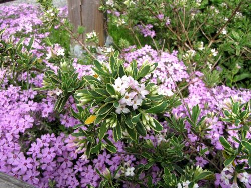 daphnee-carol-mackenzie-floraison-et-phlox-subulata--640x4.jpg