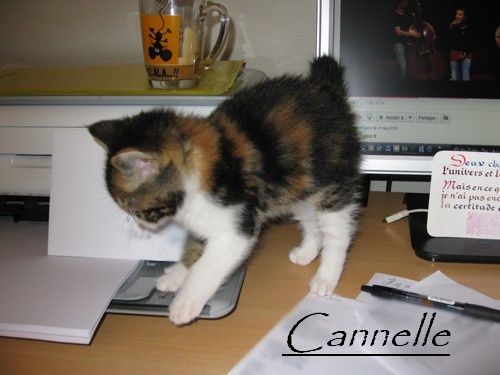 canelle.1jpg
