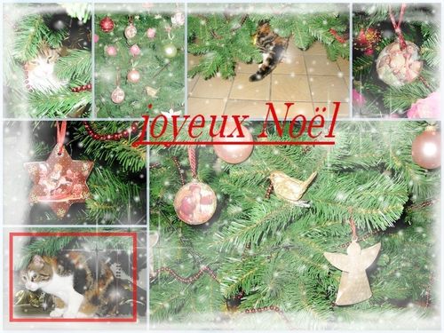 montage cannelle