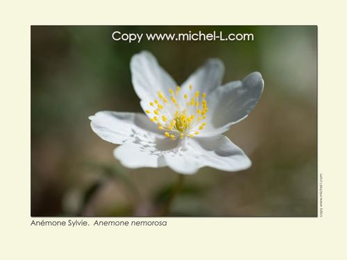 anemone-sylvie03.jpg