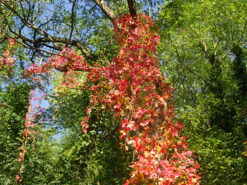 balade d'automne 2013 003