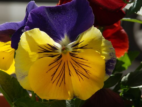 pensée 7 violet jaune P3282481