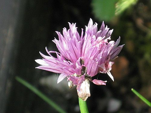 fleurs-de-jardin--4-.jpg