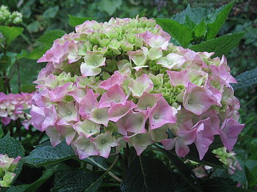 hortensias--2--2-.jpg