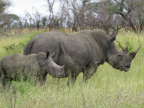 rhinos.jpg