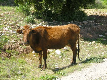Brune-de-l'Atlas---vache---