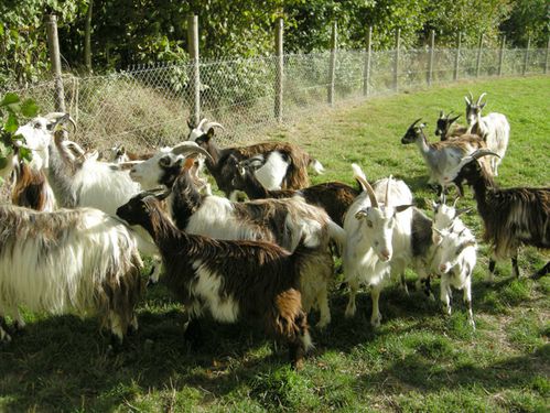 Chevre-des-fosses---Ecomusee-du-Pays-de-Rennes---2010.09.jpg