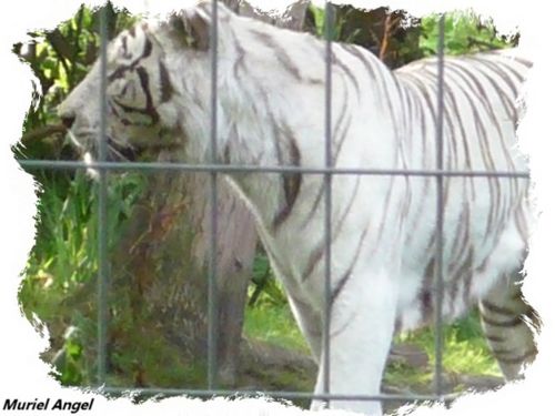 tigre-blanc-2-copiry-Ma.JPG