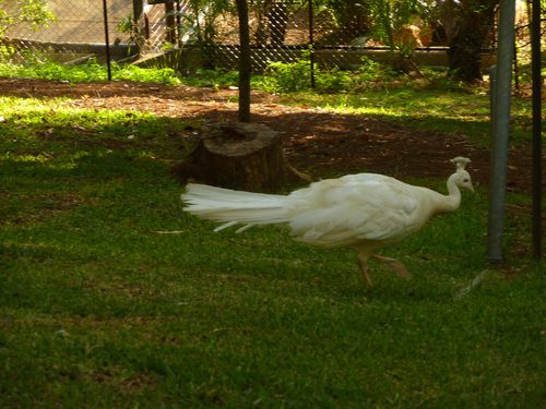Nouméa parc zoologique (20)