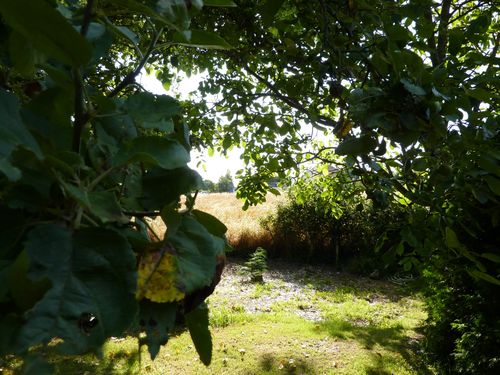 Images-de-printemps--d-automne-etonnantes-041.JPG