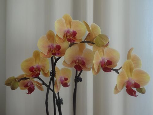 orchidiapason.JPG