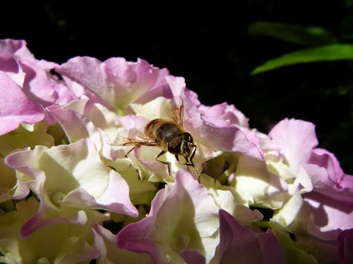 888-insectes.jpg
