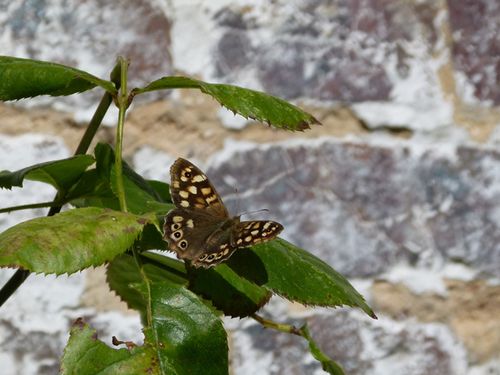 1056-papillon.jpg
