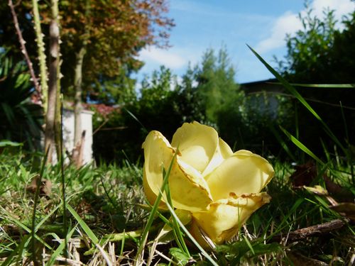 1057-rose-jaune.jpg