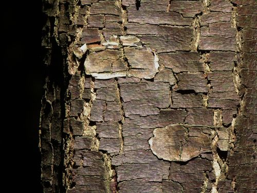 921-acrobranches-ok.jpg