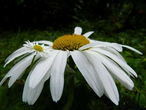 961-dans-l-herbe.jpg