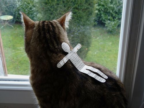 1496-chat-bonhomme.jpg
