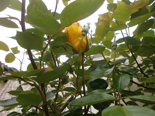 1eres roses Fin avril2012 001