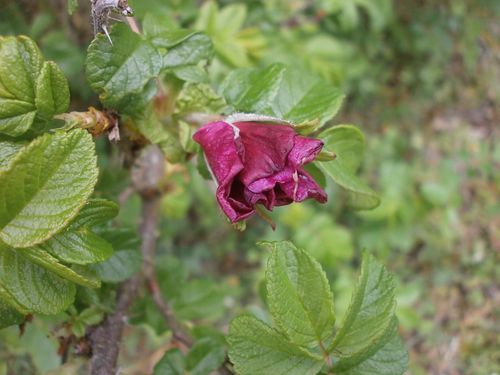 1eres roses Fin avril2012 016