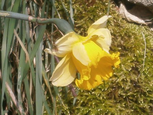 tour jardin 2 avril 2013 027