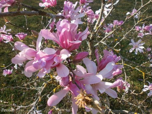 Jardin 25 mars 2012 009