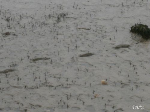 marais, estuaire, port 037