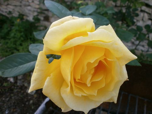jardin-10-SEPT-2011-018.JPG