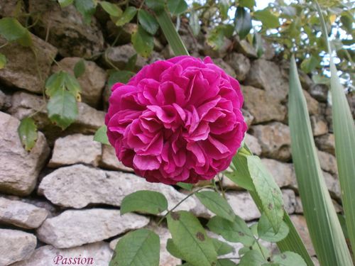 jardin fin aout 2011 002
