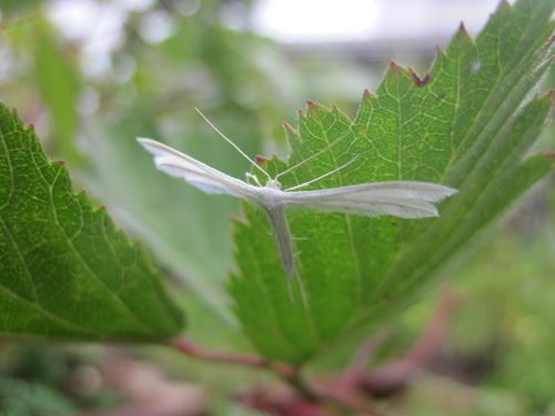 papillon-nocturne-Pterophore-blanc--4-.JPG