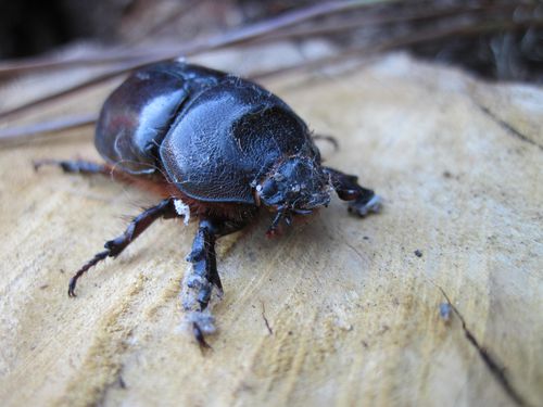 scarabee-rhinoceros-femelle--4-.JPG