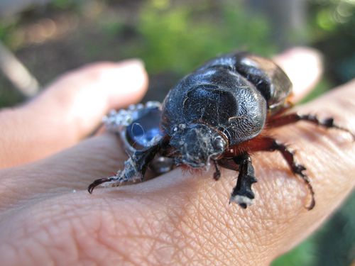 scarabee-rhinoceros-femelle--8-.JPG